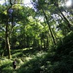 talle-valley-05 Walking through the temperate forests of Talle valley