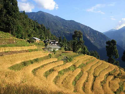 Golden Paddy Fields, Sikkim
