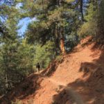 A forested section on the Trans Bhutan trail