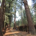 The sacred groves in Hong village