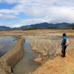 Rice fields in Ziro